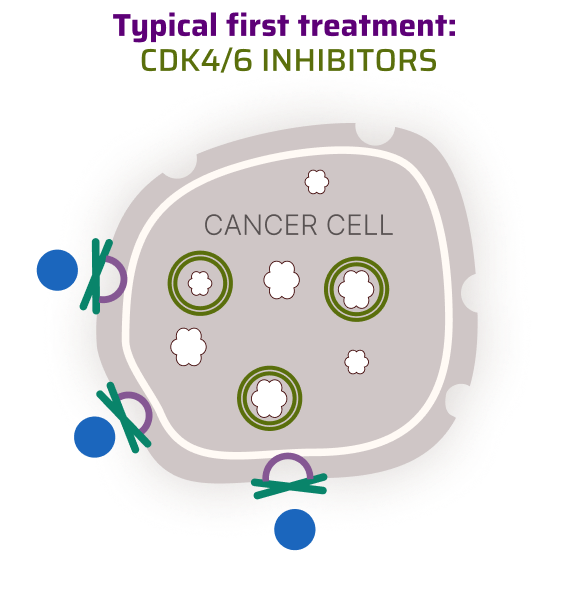CDK4/6 Inhibitors Blocking Cancer Cell Growth