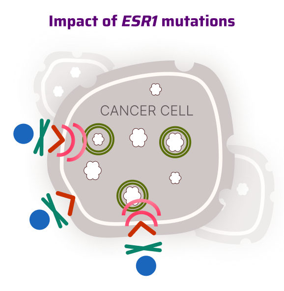 ESR1 Mutations Making Hormone Receptors Overactive
